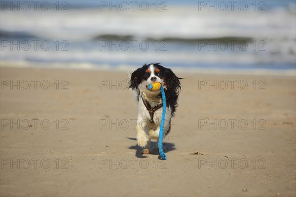 Cavalier King Charles Spaniel