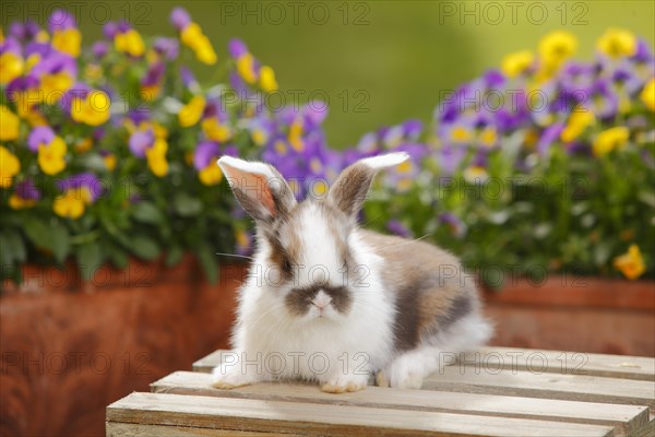 Dwarf ram rabbit