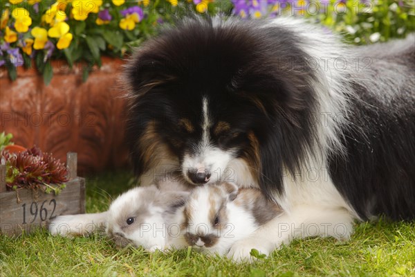 Mixed breed dog and dwarf ram rabbit