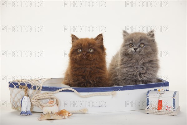 British Longhair