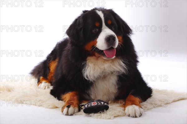 Bernese Mountain Dog