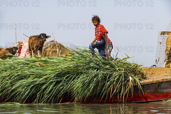 Girl collectimg reed