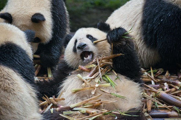 Giant panda