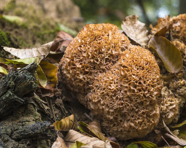Wood cauliflower fungus