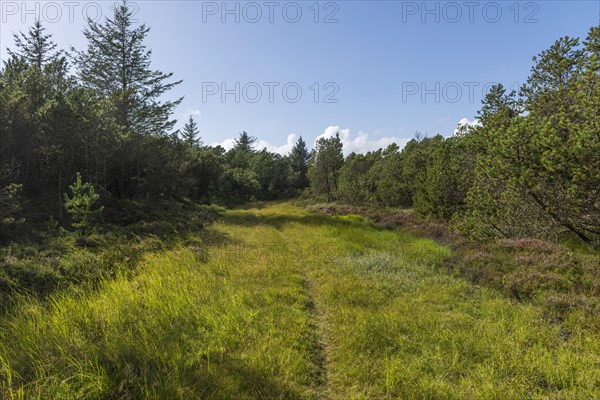 Firebreak with trail through local pine forest in dune area