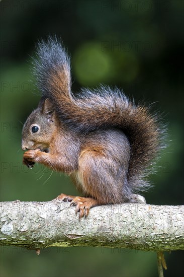 Eurasian red squirrel