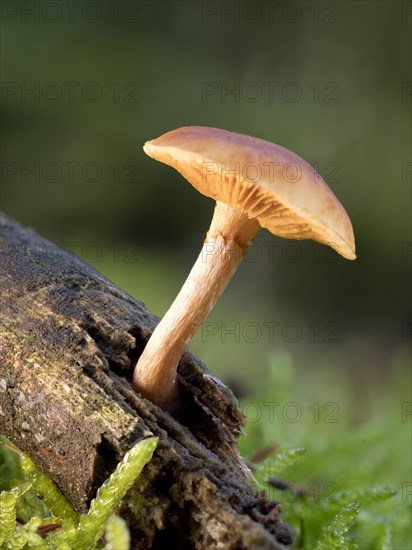 Golden needle mushroom