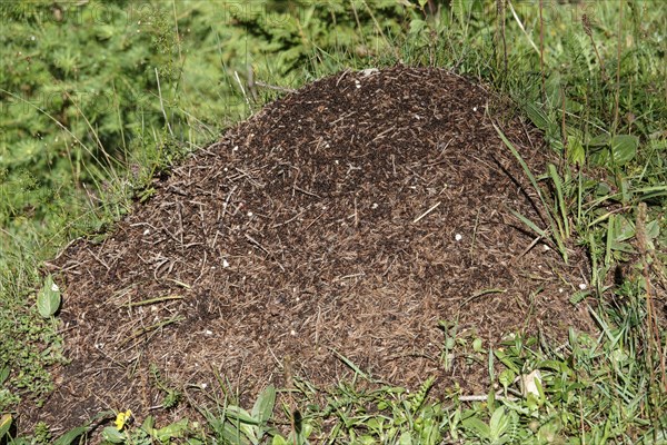 Anthill in Seidlwinkltal