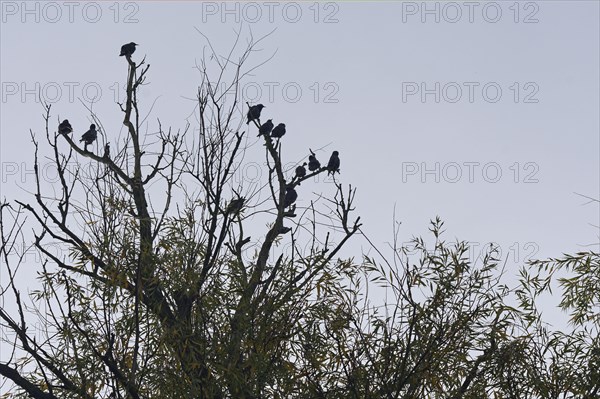 Starlings