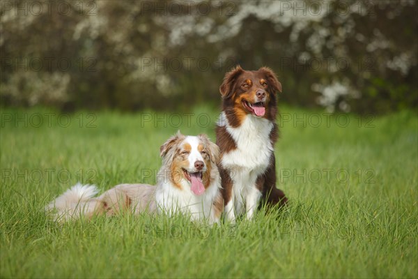 Australian Shepherds