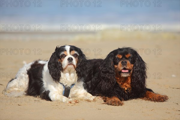 Cavalier King Charles Spaniel