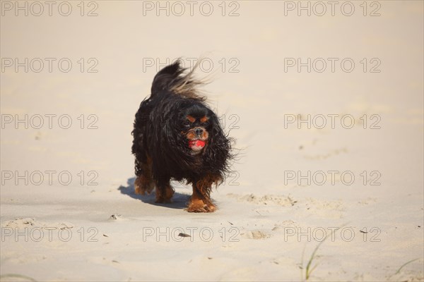 Cavalier King Charles Spaniel