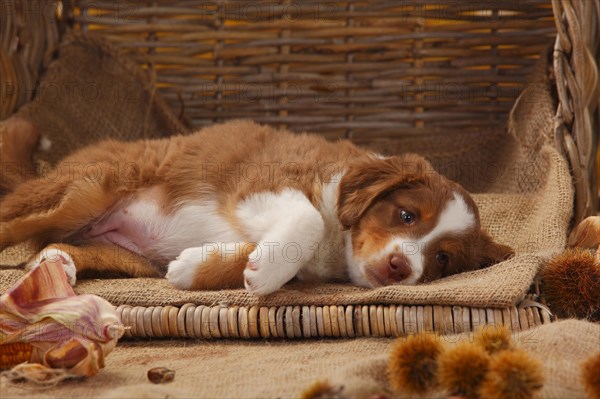 Miniature Australian Shepherd