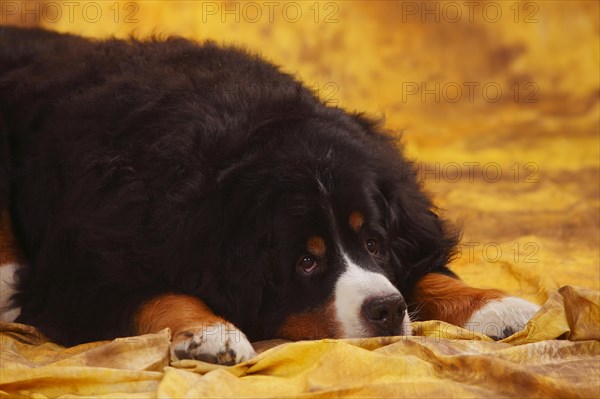 Bernese Mountain Dog