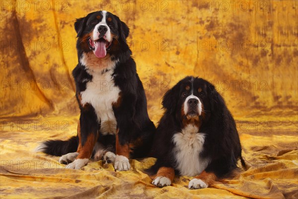 Bernese Mountain Dog