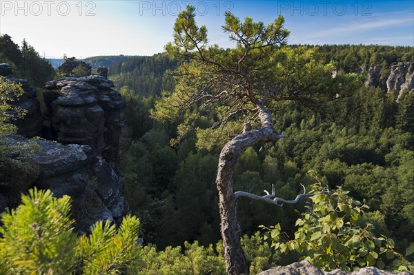 Rock pine at the Hercules Pillars