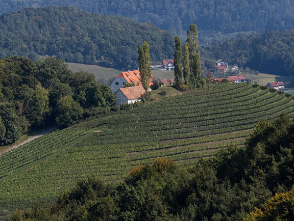 Hilly landscape with vineyards near Kitzeck im Sausal