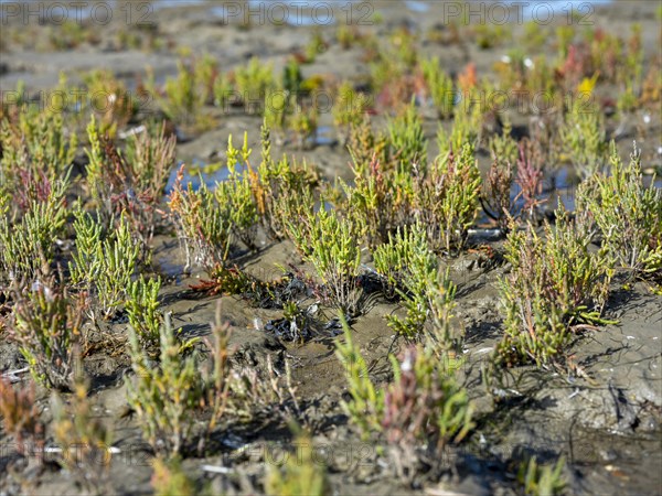 Glasswort