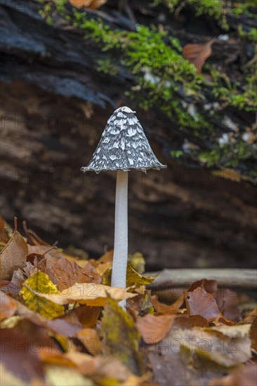 Magpie fungus