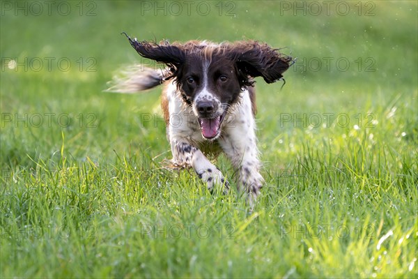 Hunting dog