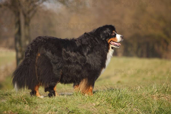 Bernese Mountain Dog