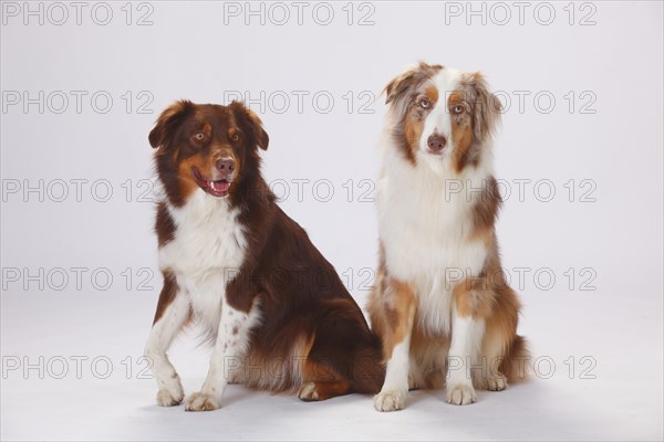 Australian Shepherds