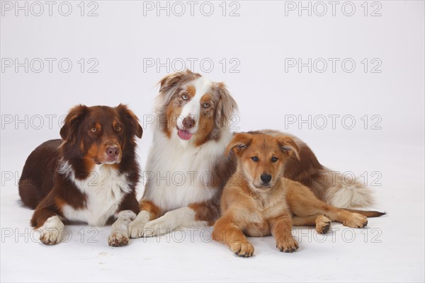 Australian Shepherds