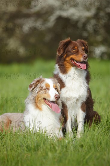 Australian Shepherds