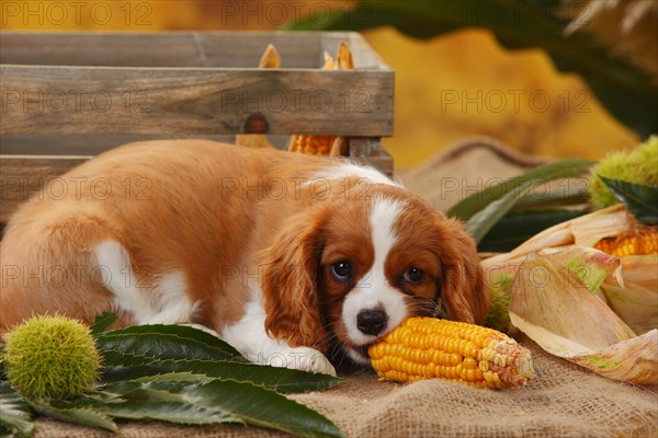 Cavalier King Charles Spaniel