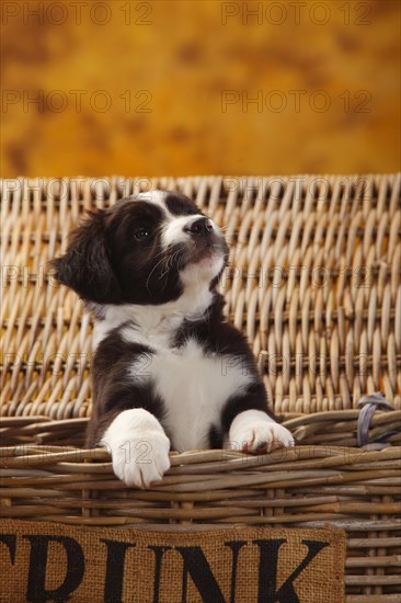 Miniature Australian Shepherd