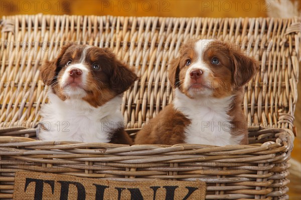 Miniature Australian Shepherd