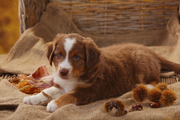 Miniature Australian Shepherd