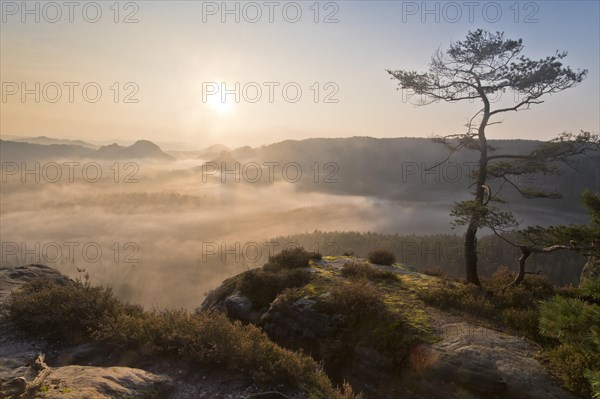 View from Kleiner Winterberg with rock pine at sunrise View of Lorenzsteine and Hinteres Raubschloss or Winterstein