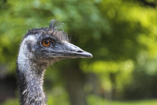 Emu