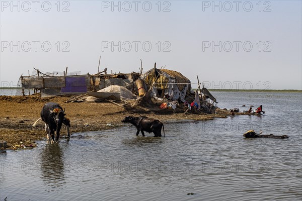 Reed house of Marsh Arabs