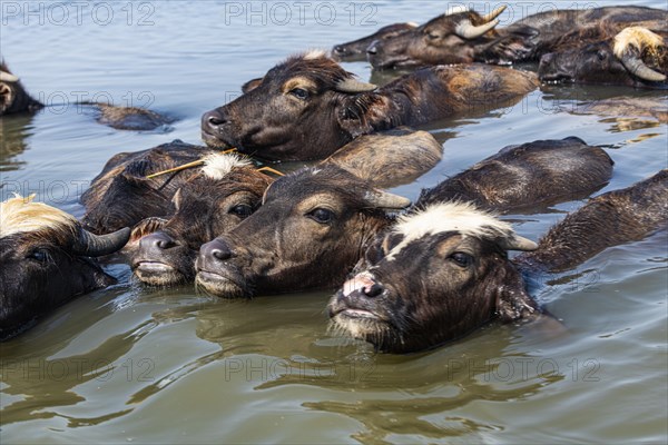 Water buffalos