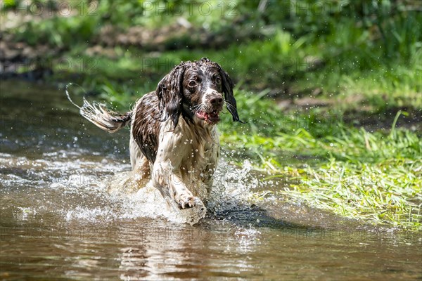 Hunting dog