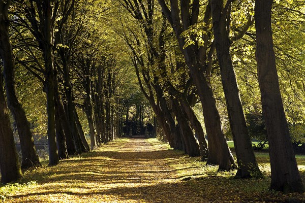 Avenue of trees at Luetetsburg Castle