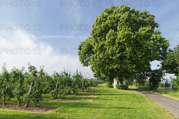 Plantation of apple trees