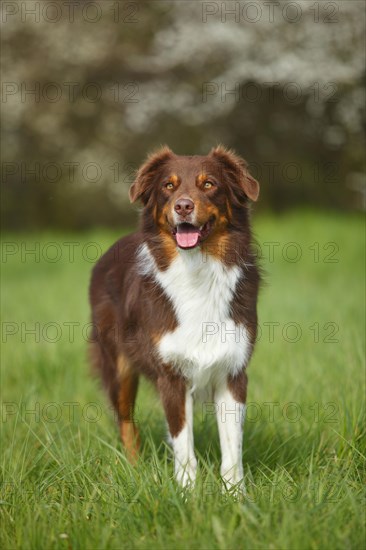 Australian Shepherd