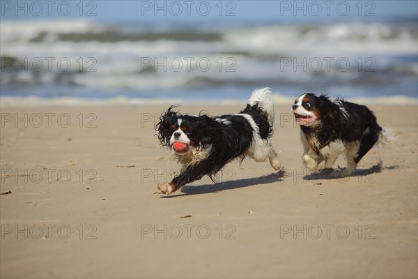 Cavalier King Charles Spaniel