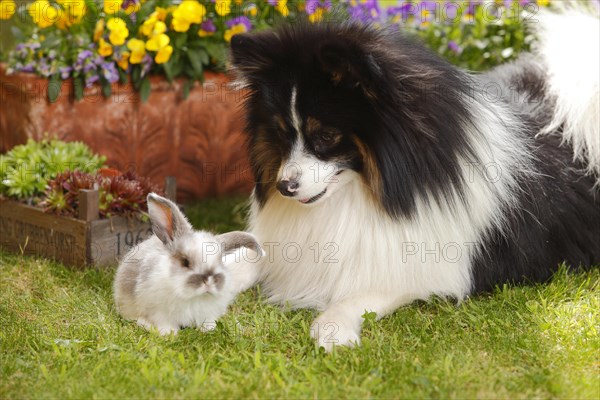 Mixed breed dog and dwarf ram rabbit