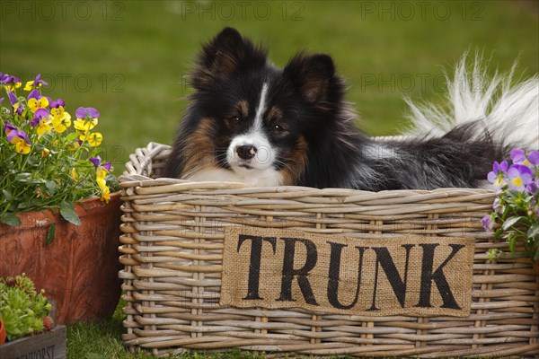 Mixed breed dog