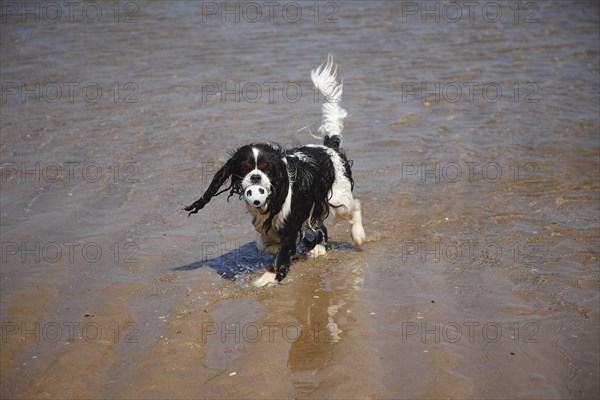 Cavalier King Charles Spaniel