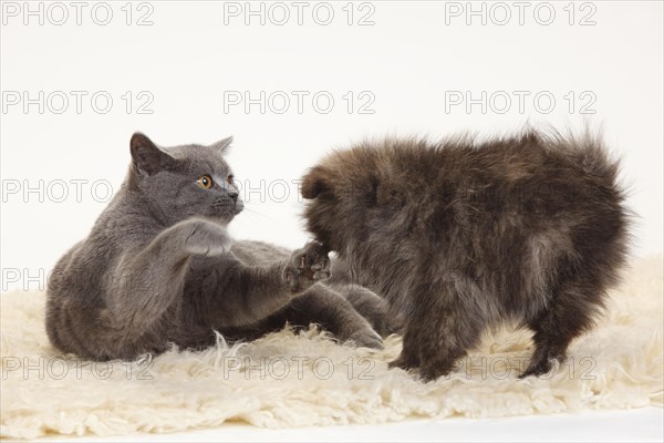 British Shorthair and Small Spitz