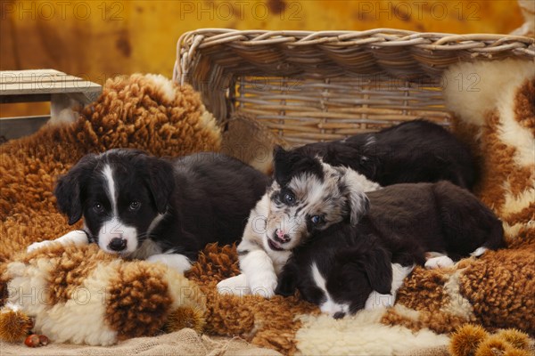 Miniature Australian Shepherd