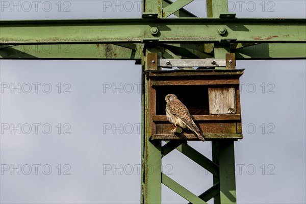 Common kestrel