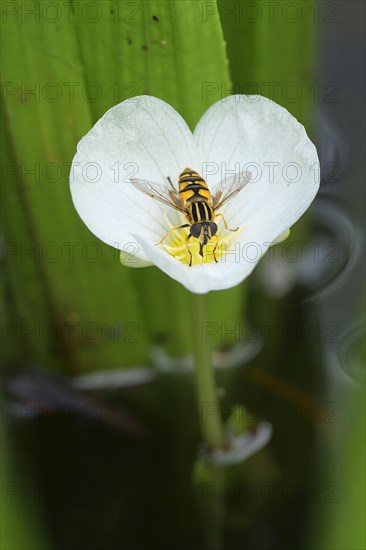 Hoverfly