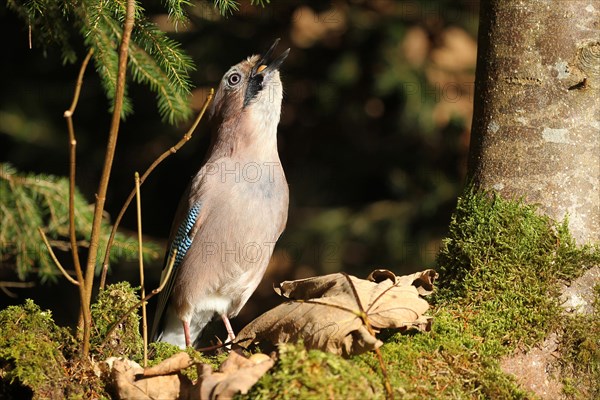 Eurasian jay