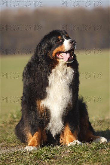 Bernese Mountain Dog